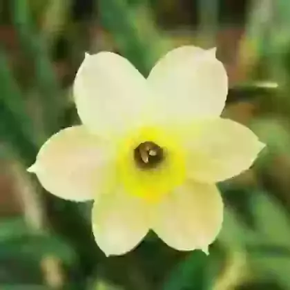 Tazetta Narcissi